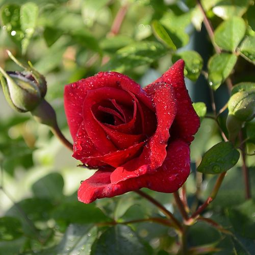Rosa Red Parfum™ - rouge - Fleurs groupées en bouquet - rosier à haute tige - retombant